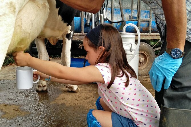 Half-Day Farm Visit and Cow Milking Experience - Key highlights you will feel right away