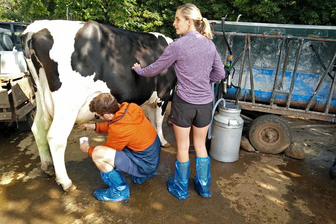 Half-Day Farm Visit and Cow Milking Experience - The cheese and wine stop: a private Azorean home moment