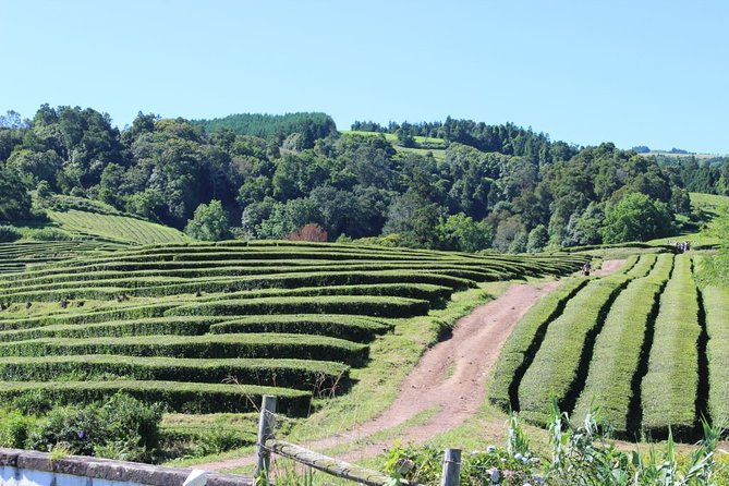 Half Day Furnas And Hot Springs - Plantacoes de Cha Gorreana, tea tasting that feels genuinely different