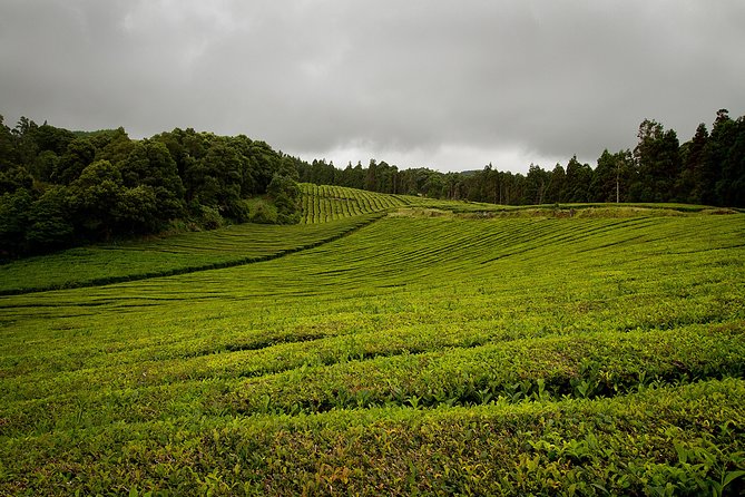 Half day Gorreana - Pedestrian Walk and Tea Tasting (Min. 2 persons) - Gorreana Tea in São Miguel: What This Half-Day Really Feels Like