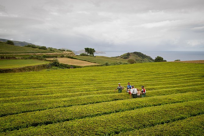 Half day Gorreana - Pedestrian Walk and Tea Tasting (Min. 2 persons) - The Morning Start in Ponta Delgada: Pickup and Getting Oriented