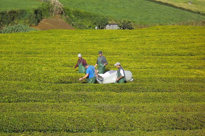 Half day Gorreana - Pedestrian Walk and Tea Tasting (Min. 2 persons) - Guides Make the Difference: Miguel, André, Vasco, and Manuel