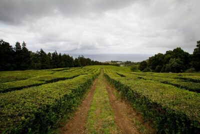 Half day Gorreana – Pedestrian Walk and Tea Tasting (Min. 2 persons)