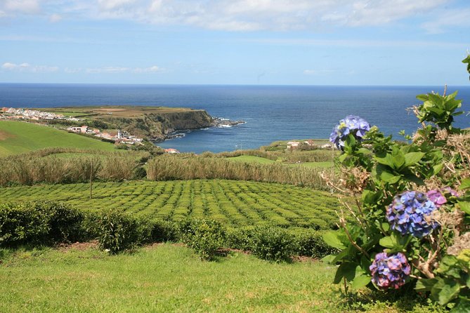 Half day Gorreana - Pedestrian Walk and Tea Tasting (Min. 2 persons) - Price and Value: Is $66.16 a Fair Deal for a Tea Tour?