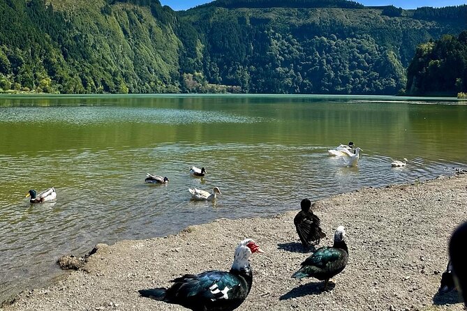 Half Day Private Sete Cidades Jeep Tour – Shore Excursion - Ananás Santo Antonio: pineapple plantation with real production details