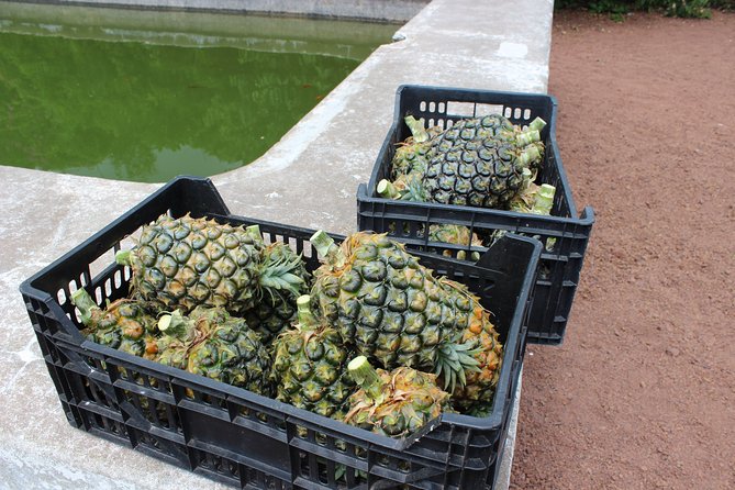 Half Day Sete Cidades (West side of the Island) - Arruda Pineapple Plantation: Greenhouses and a Farming Story