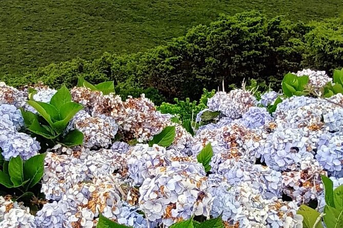 Hike 3 hours Inland Terceira Island - Who should book this inland hike, and who might skip it