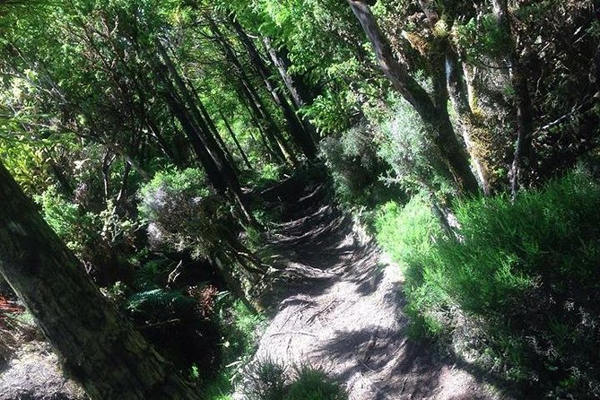 Hiking Trail Rocha Do Chambre | Terceira Island - Endemic flora spotting, without turning the hike into a botany class