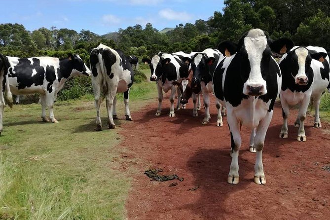 Hiking Trail Rocha Do Chambre | Terceira Island - The guide factor: Azores Nature Tours and Amélia Lopes