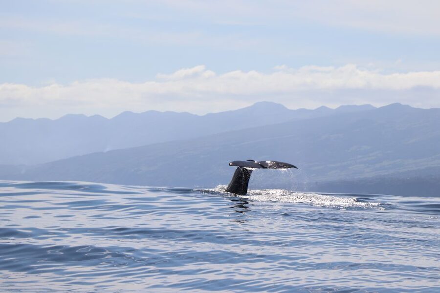 Horta: University Startup Whale and Dolphin RIB Boat Trip - Key things I would not miss