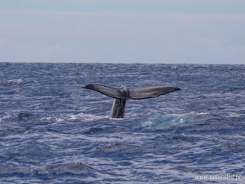 Horta: University Startup Whale and Dolphin RIB Boat Trip - Languages and Who This Tour Fits Best