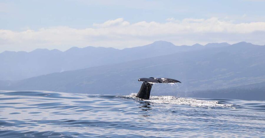 Horta: University Startup Whale and Dolphin RIB Boat Trip - Horta RIB Whale Trip, Built Around Real Spotting