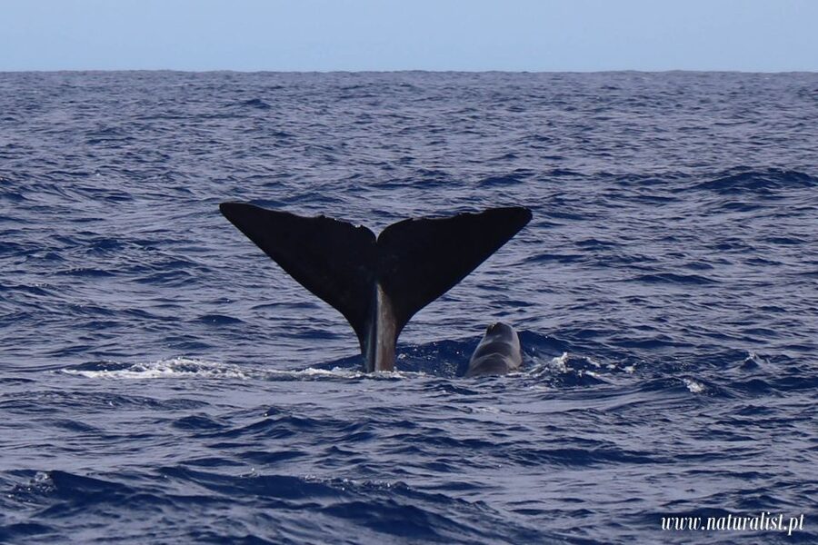 Horta: University Startup Whale and Dolphin RIB Boat Trip - Morning or Afternoon: What Changes on the Water
