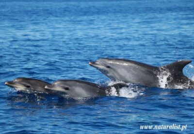 University Startup Whale and Dolphin RIB Boat Trip