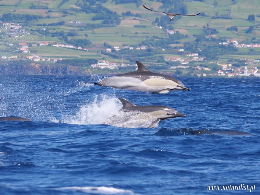 Horta: University Startup Whale and Dolphin RIB Boat Trip - Meeting at the Marina and the 10-Minute Safety Brief
