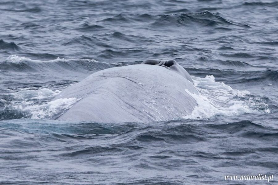 Horta: University Startup Whale and Dolphin RIB Boat Trip - On-Board Science: Why the Biologist Changes the Whole Trip