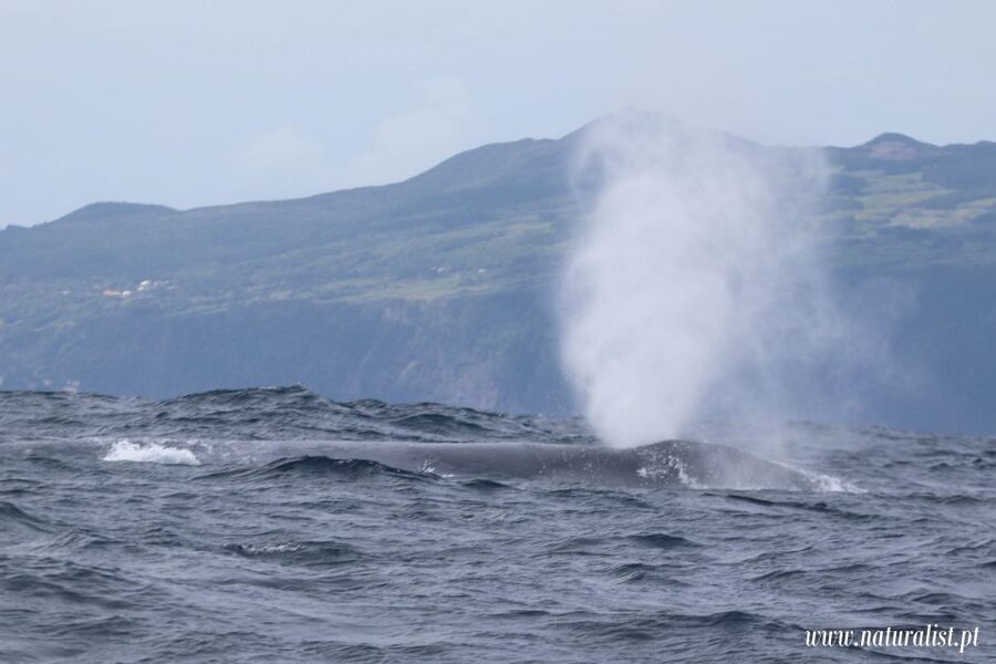 Horta: University Startup Whale and Dolphin RIB Boat Trip - The Captain’s Search Pattern: Getting There Matters