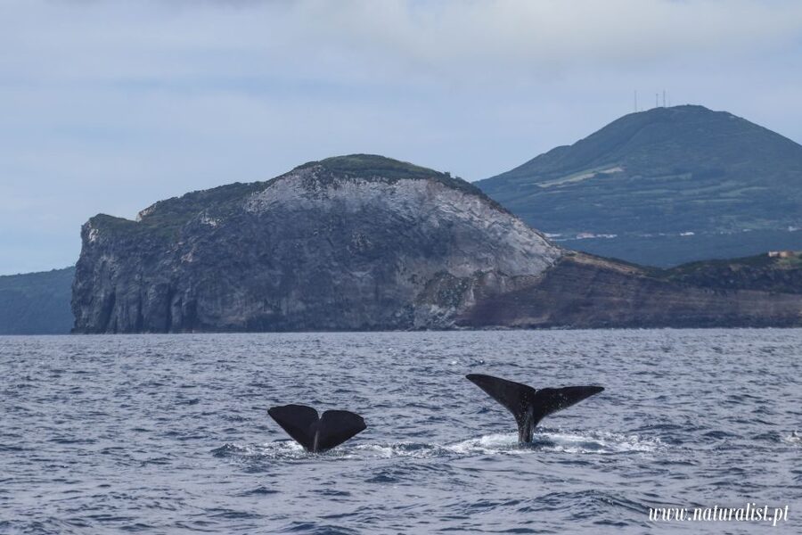 Horta: University Startup Whale and Dolphin RIB Boat Trip - What You Actually See: A Realistic View of Your Chances