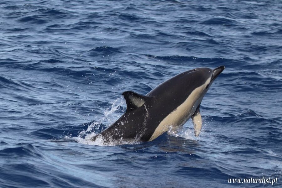 Horta: University Startup Whale and Dolphin RIB Boat Trip - Waterproof Gear, Wet Boots, and What to Bring