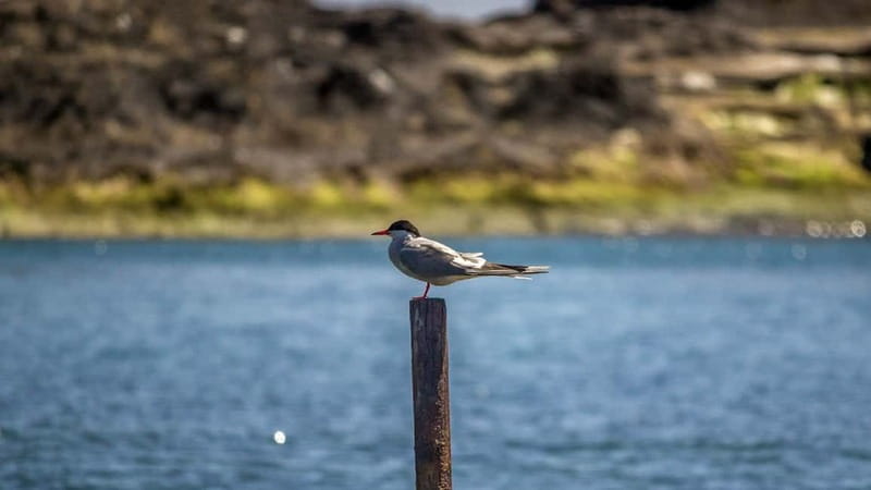 Inside Vila Franca Islet: Guided Nature Reserve Eco Tour - Key tour takeaways