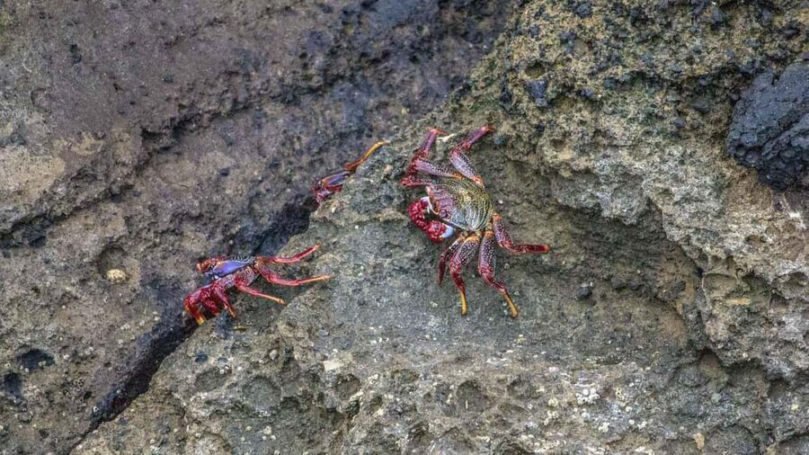 Inside Vila Franca Islet: Guided Nature Reserve Eco Tour - Price and value at around $47 for 2 hours