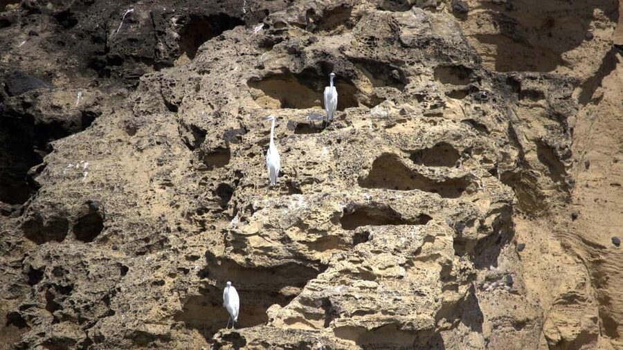 Inside Vila Franca Islet: Guided Nature Reserve Eco Tour - Comfort, group size, and which bodies fit this better