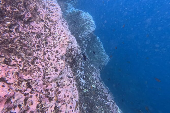 Islet of Vila Franca do Campo Snorkeling Tour - Getting to OceanEye Azores, and what 11:00am really means