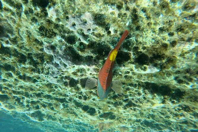 Islet of Vila Franca do Campo Snorkeling Tour - Price and value: is $36.28 for one hour a smart buy?