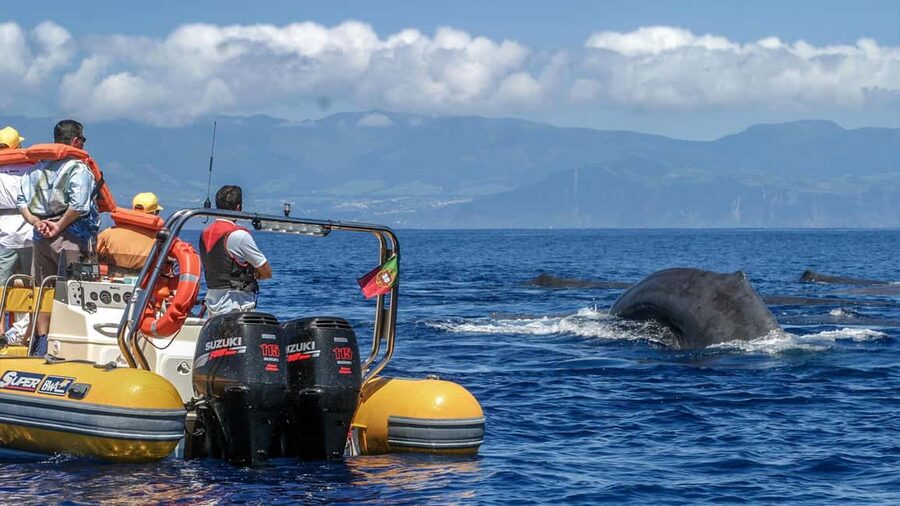 Lagoa do Fogo: Whales & Volcano Geo Tour w/ Biologist +lunch - Boarding for a 3-hour marine wildlife cruise (with safety and species context)