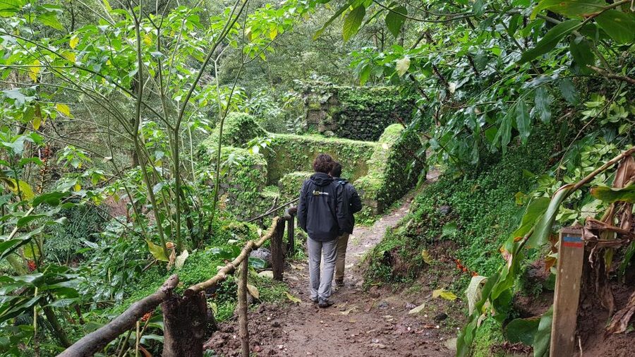 Lomba de São Pedro: Waterfall Hiking Tour with Tea Tasting - Lomba de São Pedro and Gorreana, the best of both worlds