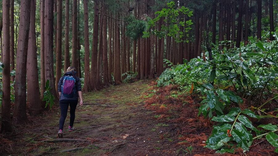 Lomba de São Pedro: Waterfall Hiking Tour with Tea Tasting - Key highlights you should know