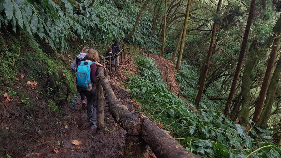 Lomba de São Pedro: Waterfall Hiking Tour with Tea Tasting - First stop: Gorreana Tea Plantation and factory tasting