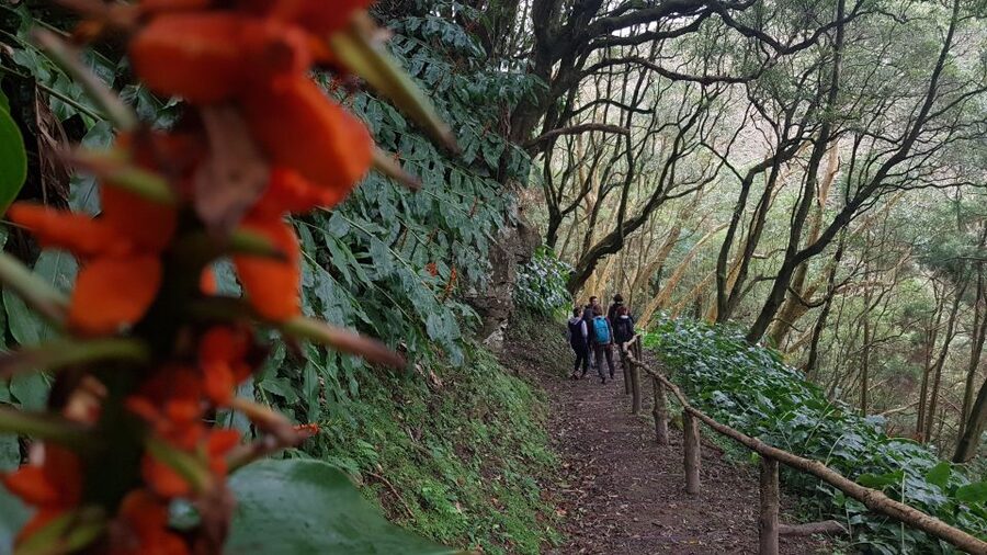 Lomba de São Pedro: Waterfall Hiking Tour with Tea Tasting - Lomba de São Pedro hiking: hydrangeas, hydrology, and real waterfall time