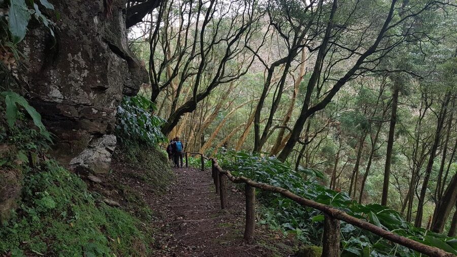 Lomba de São Pedro: Waterfall Hiking Tour with Tea Tasting - Cryptomeria forest to a natural pool: the walk gets cooler and calmer