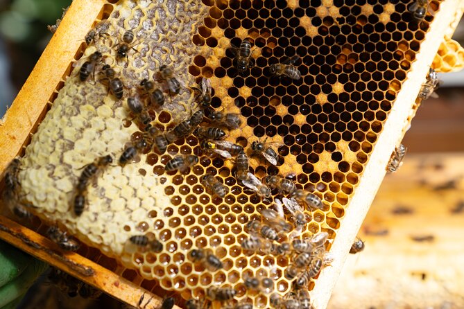 Magical World of Beekeeping on São Miguel Azores Private Tour - Who Should Book This, and Who Should Skip It