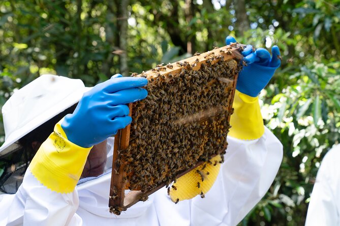 Magical World of Beekeeping on São Miguel Azores Private Tour - Practical Tips for Your 4pm Beekeeping Visit
