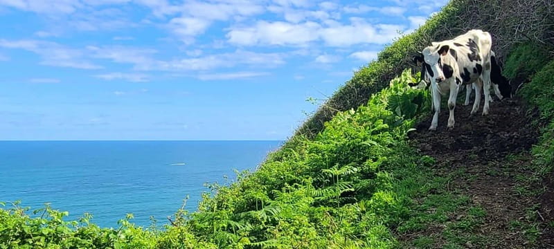 Nordeste/Northeast coast FULL DAY Waterfalls Hike - Nordeste Waterfalls: Why This Part of São Miguel Feels Special