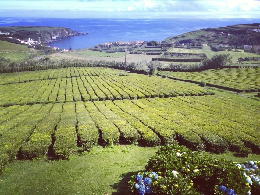 Nordeste Private Tour (2 people) - Tea plantation stop: a break from pure scenery