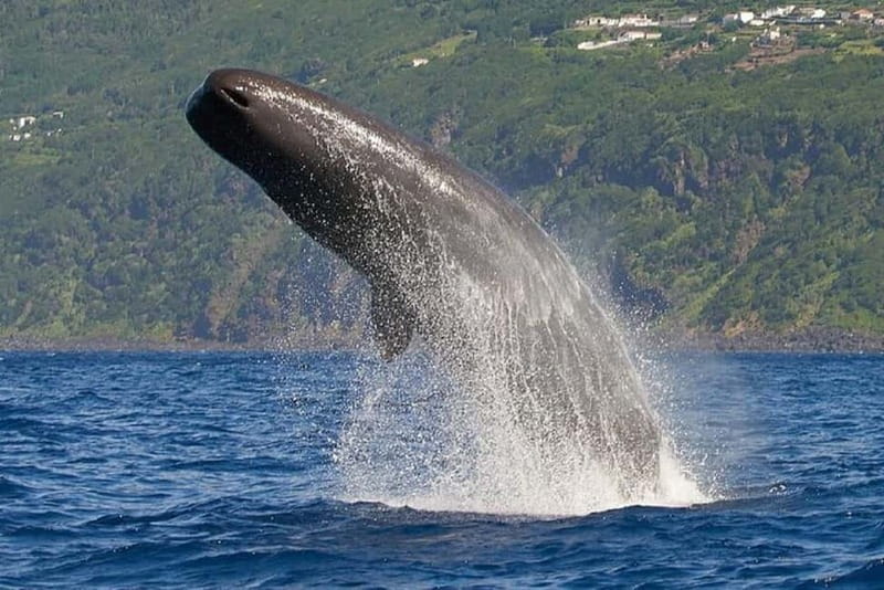 Observation of whales and dolphins in island Pico - Whale and Dolphin Watching Off Pico Feels More Like “Learning While You Look”
