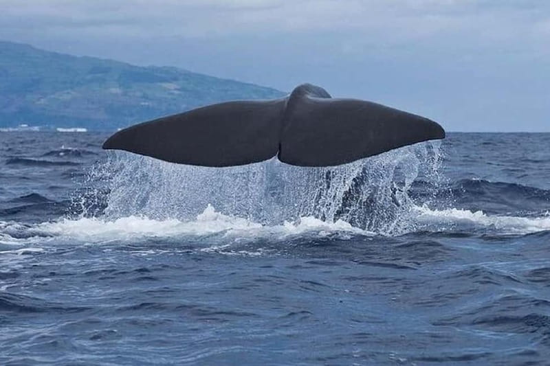 Observation of whales and dolphins in island Pico - Finding the Meeting Point: Avenida Marginal, Bela Vista Travel, and Two Sperm Whales