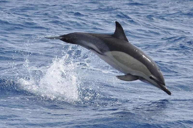Observation of whales and dolphins in island Pico - The Boat Ride Itself: Speed Adds Fun, But It’s Not a Smooth-Sailing Guarantee
