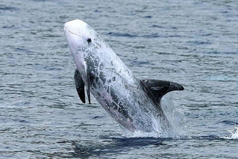 Observation of whales and dolphins in island Pico - How the 2.5 Hours Usually Flows: From Rua dos Baleeiros to Lajes do Pico Water Time