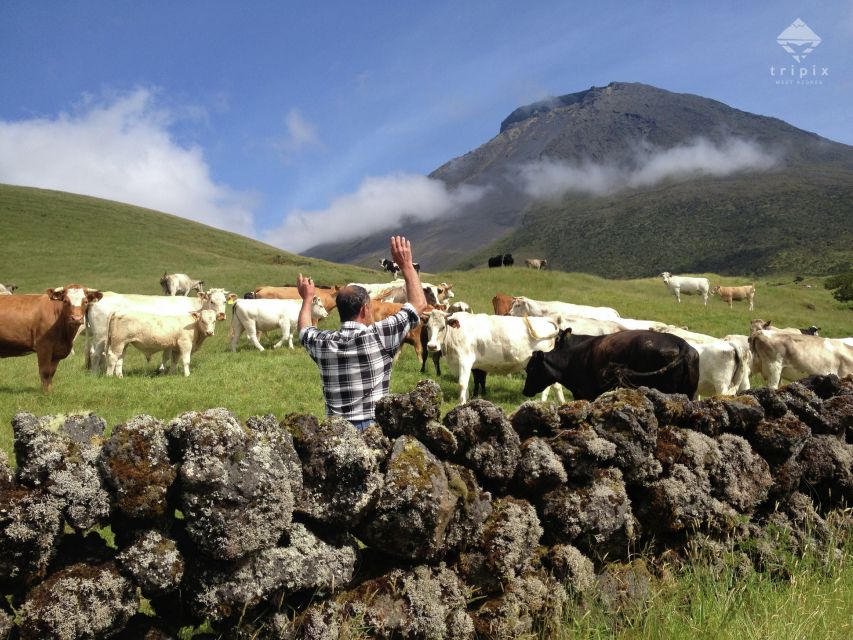 Pico Day Tour: Get to know Pico Island with a local guide - Lajido and Cachorro Viewpoints: The Quick Stops That Set the Mood