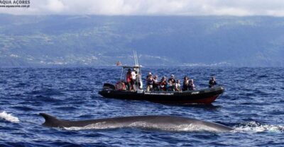 Azores Whale & Dolphin Watching on Zodiac Boat