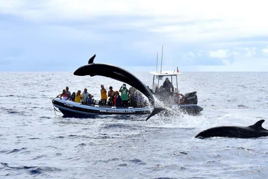 Pico Island: Azores Whale & Dolphin Watching on Zodiac Boat - The onboard guide talk: how it helps you interpret what you see