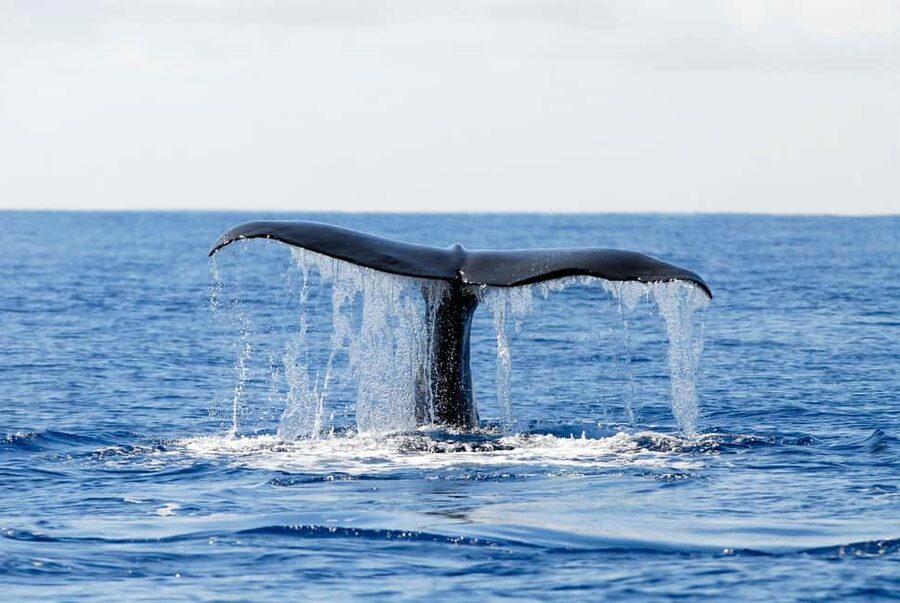 Pico Island: Azores Whale & Dolphin Watching on Zodiac Boat - Meeting the shoreline: photos, Pico Mountain views, and staying warm