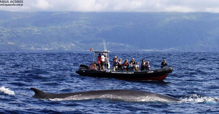 Pico Island: Azores Whale & Dolphin Watching on Zodiac Boat - Zodiac boat time: fast, close, and built for spotting marine life