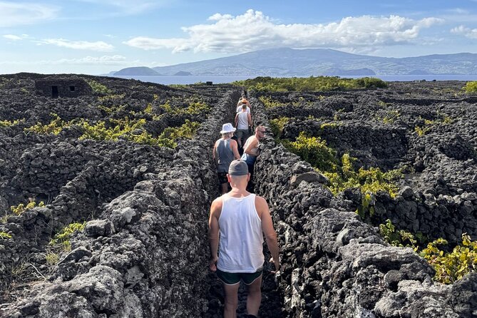 Pico Island highlights - Private tour (+ optional wine tasting) - Who should book this Pico Island highlights tour
