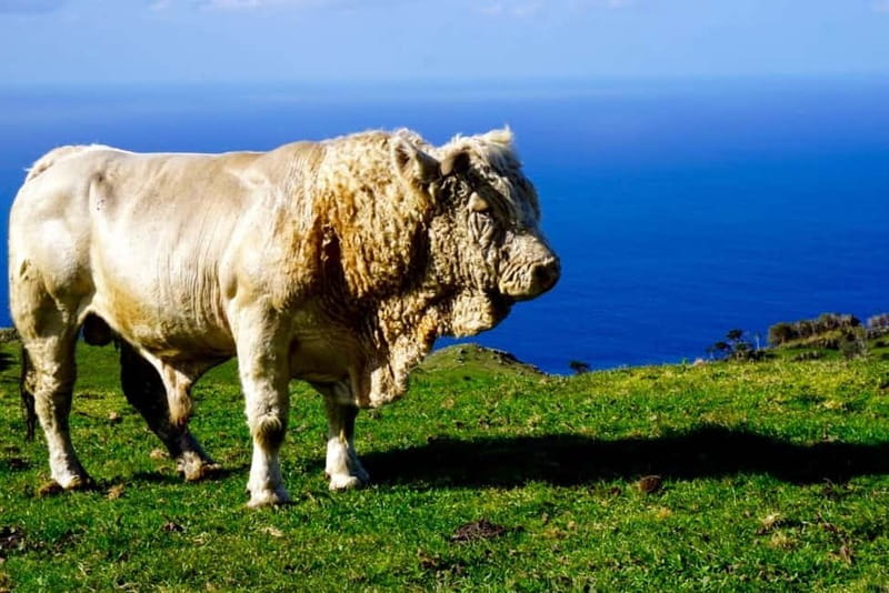 Pico island: highlights, wine tasting and local gastronomy - Lunch in nature: the homemade picnic you will remember