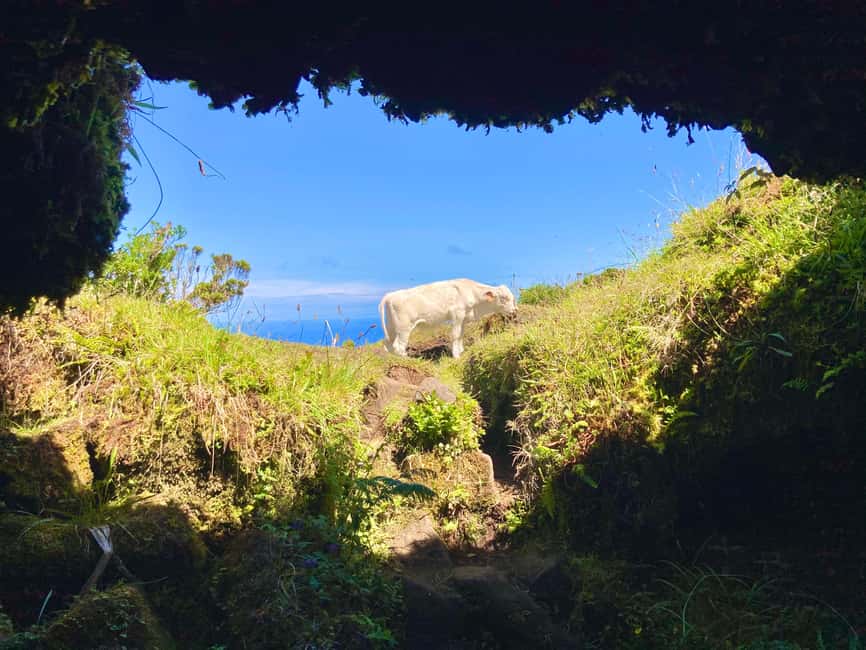 Pico Island: Lagoons and Mysterious Lava Tunnels Guided Tour - The short walk and guided time near the water